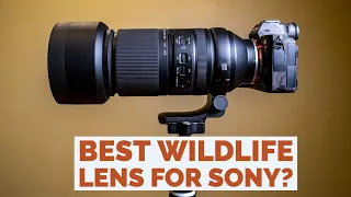 Best Wildlife  & Sports Lens for Sony? Tamron 150-500mm Review