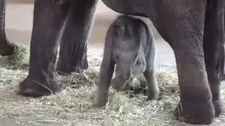 elefanten kölner zoo