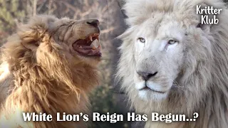 An Unprecedented War Between White Lions VS Lions Over King's Throne (Part 1) l Kritter Klub