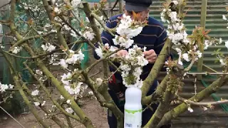 Cherry tree pollination - how to improve it easily