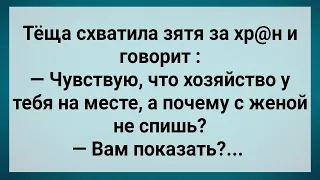 Теща Крепко Схватила Зятя За Хозяйство! Сборник Свежих Анекдотов! Юмор!