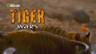 Войны тигров/ Тигриные войны / Tiger Wars