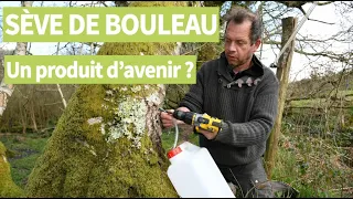 La sève de bouleau, une filière d'avenir pour les arboriculteurs | AFP Reportage