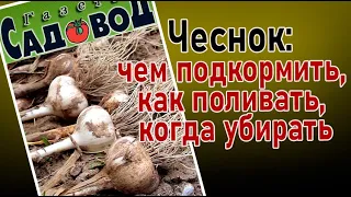 ЧЕСНОК: чем подкормить, как поливать, когда убирать