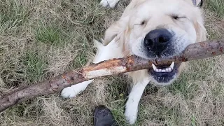 Golden Retriever vicious and very angry