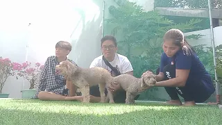 Poodle Bane stud session at wild flower in Banaoang Mangaldan, Pangasinan