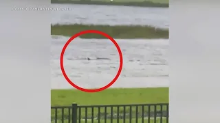 Is that a Shark swimming through flooded Florida neighborhood?