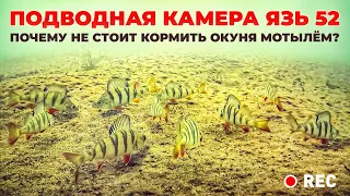 Подводная камера Язь 52. Почему не надо кормить окуня мотылем?