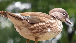 fauna silvestre americana PATINHA FOFINHA animal selvagem ave curiosa pantaneira american américa