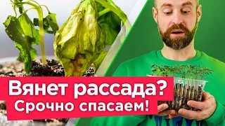 ВСЯ РАССАДА ПОГИБНЕТ за считанные дни от этих болезней! Страшные болезни рассады и как их избежать