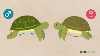 Cómo Saber Si Una Tortuga Es Hembra O Macho