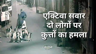 Stray dogs attack on two people going on scooter in Jalandhar