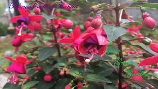 Fuchsia Plant Pruning  and Caring