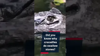 Did you know why crocodiles do swallow stones? #shorts