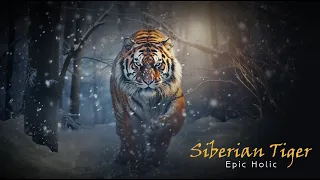 Siberian Tiger | The battle between grandeur and majesty | Majestic Music