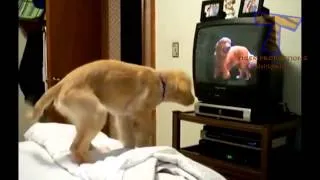Funny reactions of animals, watching TV   Funny and cute animal compilation