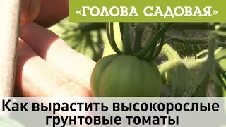 Голова садовая - Как вырастить высокорослые грунтовые томаты