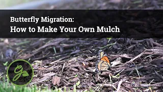 How to Make Your Own Mulch - Butterfly Migration: Episode 6