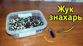 КУПИЛ ЖУКА ЗНАХАРЯ - для кормления муравьёв жнецов