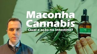 Efeitos da Maconha / Cannabis no Intestino! Dr.Fernando Lemos - Planeta Intestino