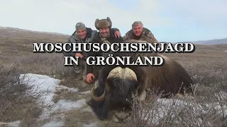 Moschusochsenjagd in Grönland  - Trailer