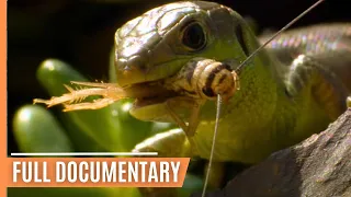 The Fascinating World of Insects | Full Documentary