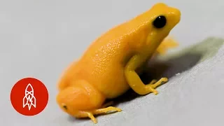 A Tiny Golden Frog as Rare as It Is Small