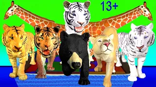 Big Cat Week 2020 Tiger, White Tiger, Cougar, Puma, Black Bear, Giraffe 13+