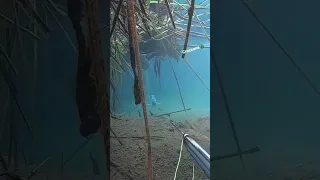 spearfishing large tilapia