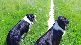 Border Collie walk