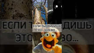 ЕСЛИ УВИДИШЬ ЭТО ДЕРЕВО, ТО БЕГИ!