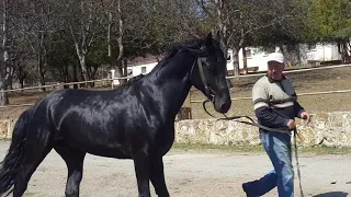 Карачаевский жеребец Бодрый.