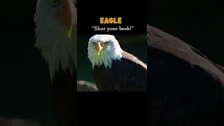 Eagle shut your beak