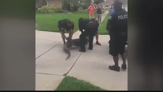 If you can't do the time, don't do the crime! Gator knocks out a cop