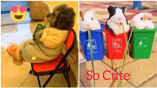 😍 Mini Pomeranian - Funny and Cute Pomeranian Videos #61 - Cute Puppies | Tik Tok chó phốc só