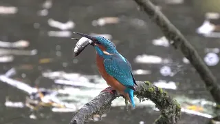 Kingfisher with catch.