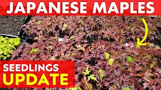 Japanese Maple Tree Seedlings Update May 2024 + What Soil Mix Do I Use?