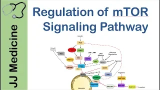 mTOR Signaling Pathway | Nutrient and Cell Stress Regulation