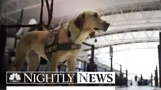 Bomb K9s Fail Dozens of Tests at 10 Large US Airports, Records Show | NBC Nightly News