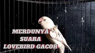 MASTERAN BURUNG LOVEBIRD GACOR DURASI PANJANG