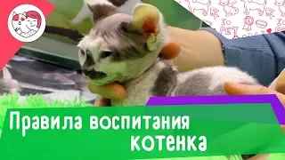 6 правил воспитания котенка