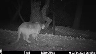 Mountain lion jumping over our six foot fence.