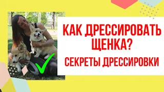 Как дрессировать щенка вельш-корги? Секреты дрессировки маленьких щенков. Первое занятие пемброка