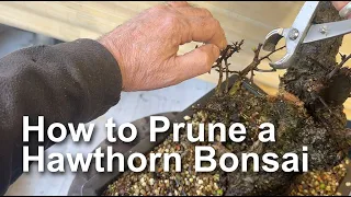 Hawthorn Bonsai Pruning techniques to create good ramification Part 1