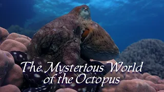 The Mysterious World of the Octopus 4K - Watch AMAZING film of Octopuses and relaxing music...