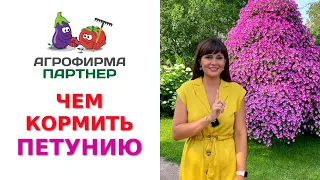 ЧЕМ КОРМИТЬ ПЕТУНИЮ