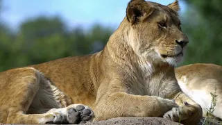 Lion Hype Video