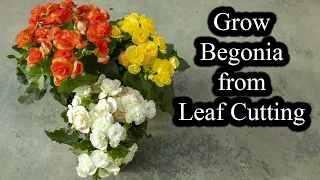 How to Grow Begonias from Leaf Cutting | Full Guide