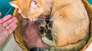 SAND CAT GLASHA HAS GIVEN BIRTH!/Reaction of hybrid kittens to meat/Maine Coon Lord swings in chair