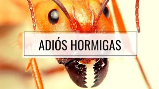 Di ADIÓS A Las HORMIGAS De Tu Huerto o Casa 🐜 Remedio CASERO y Sin Tóxicos (SOLUCION DEFINITIVA)